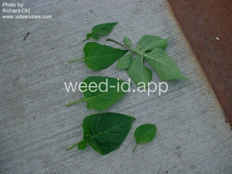 nightshade, bittersweet